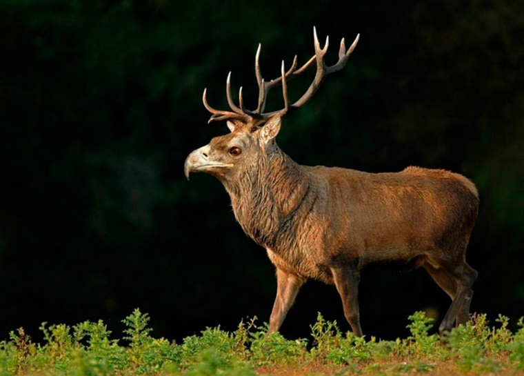animales-curiosos-13