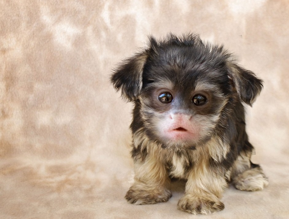 animales-curiosos-2