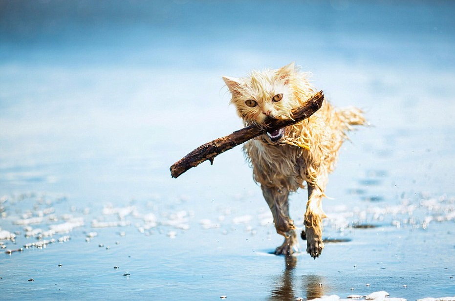 animales-curiosos-4