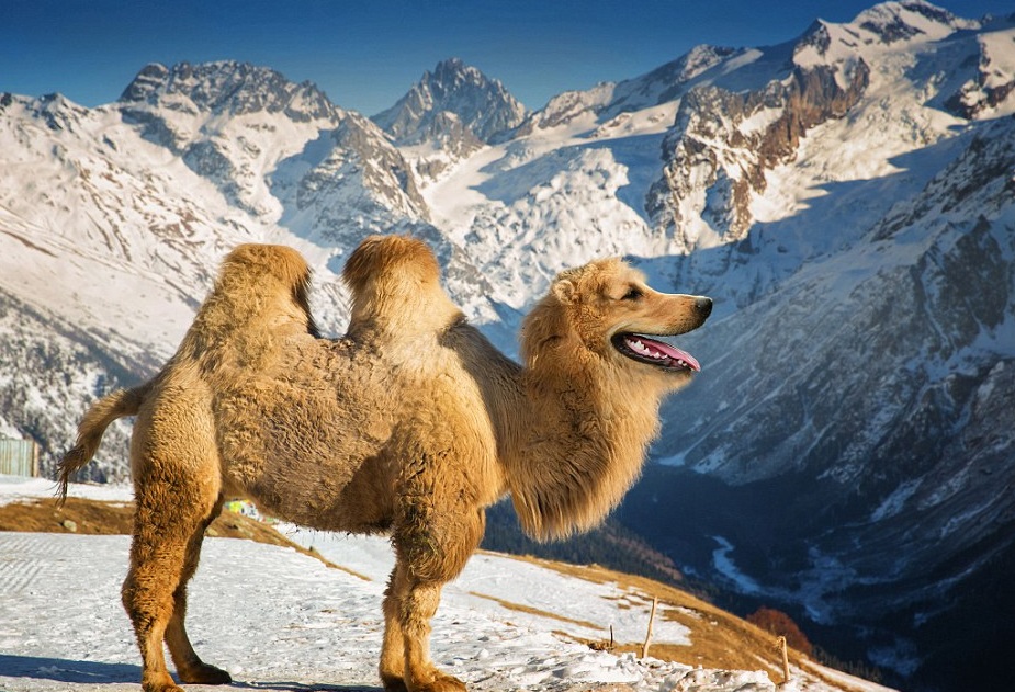 animales-curiosos-5