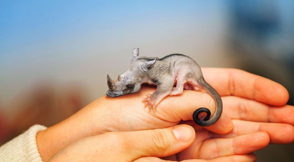 animales-curiosos-6
