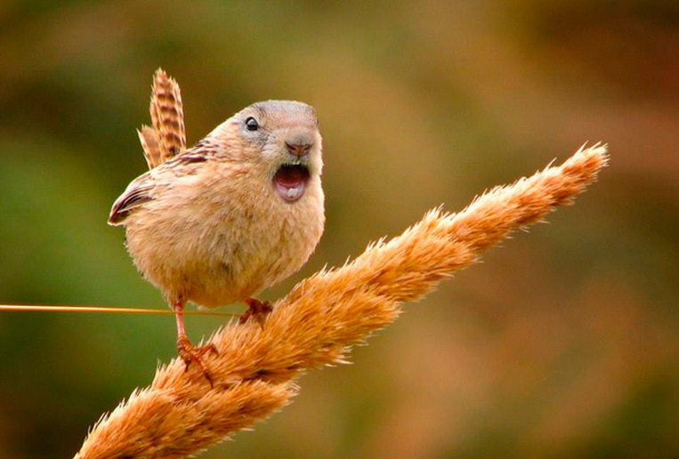 animales-curiosos-9