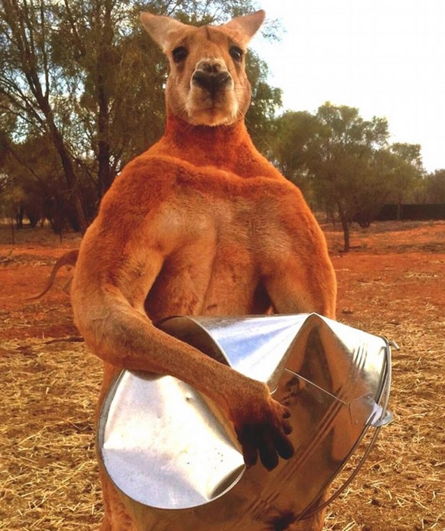 canguro
