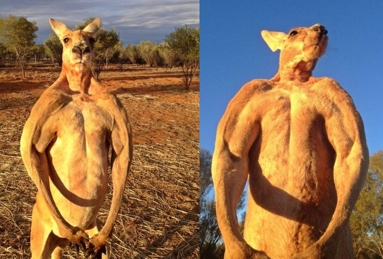 canguro_