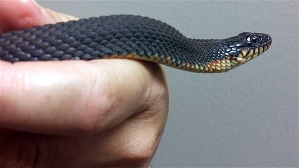 [Imagen: serpiente-vientre-amarillo-partenogenesis.jpg]