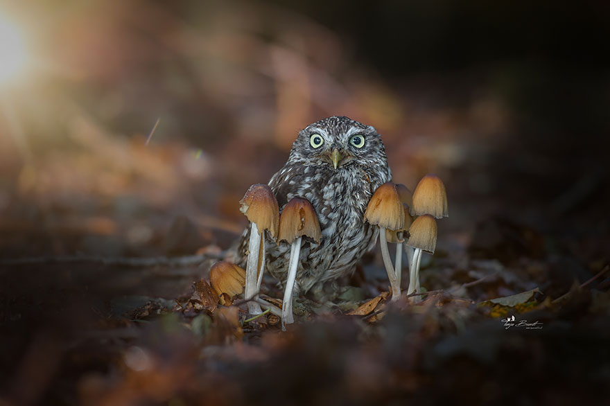 buho-fotos-tiernas2