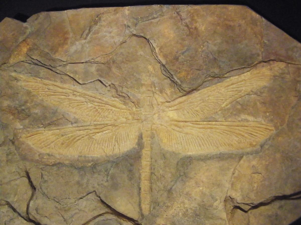 meganeura_fossil_1