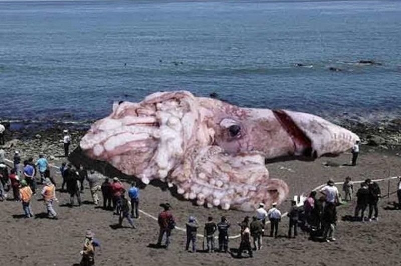 calamar-gigante-cierto-falso
