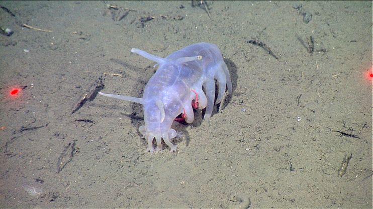 Curiosities of sea pigs, strange sea creatures