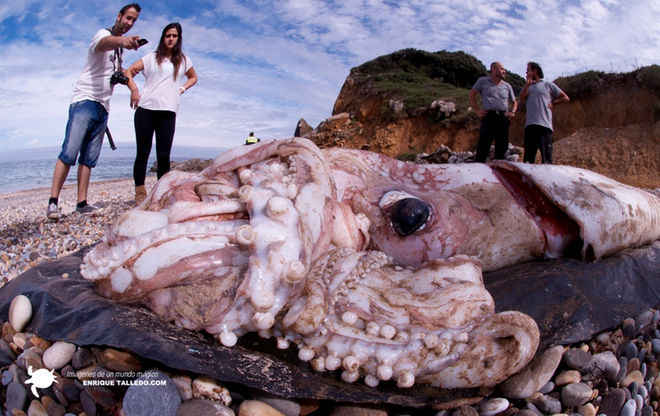 enrique-talledo-calamar-gigante-real