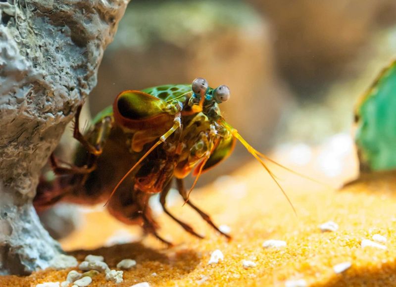 mantis-camaron-curioso-pata-velocidad-planeta-curioso