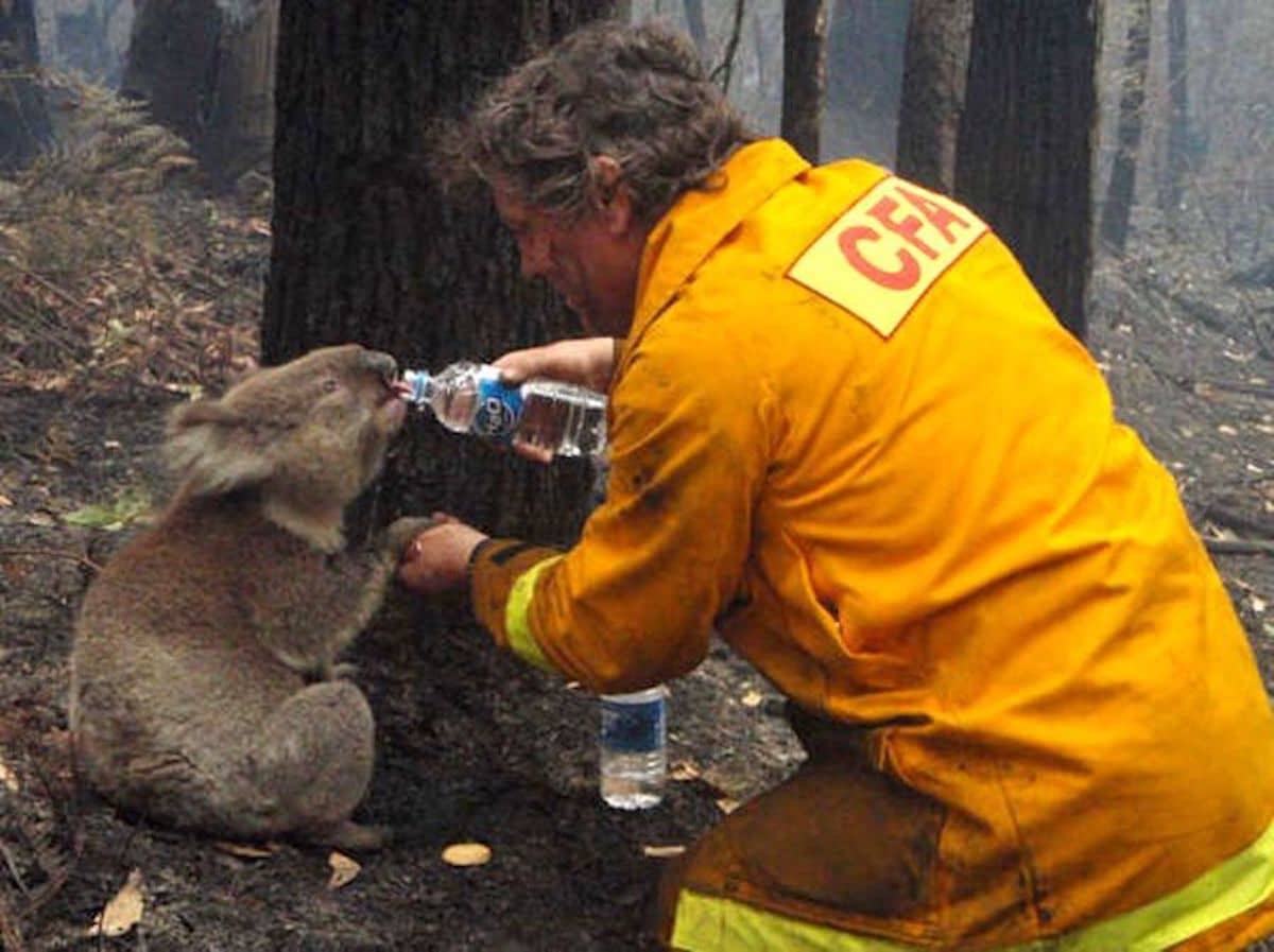 Un hombre dando agua a un koala en incendio forestal