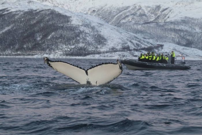 datos curiosos de las ballenas
