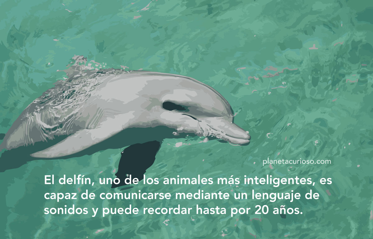 cual es el animal más inteligente del mundo