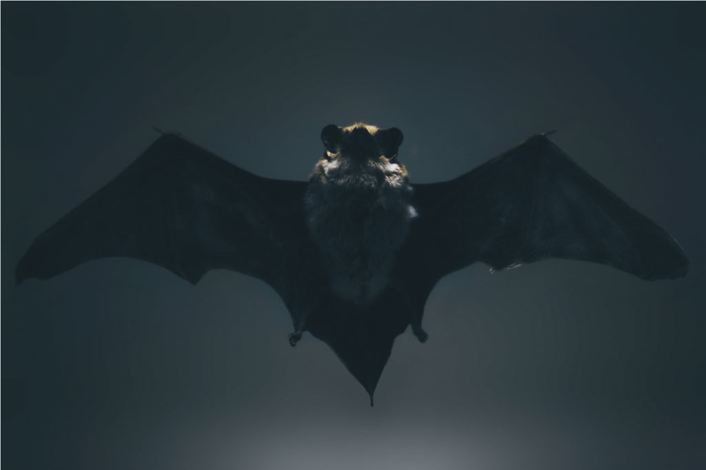 por que los murciélago salen de noche
