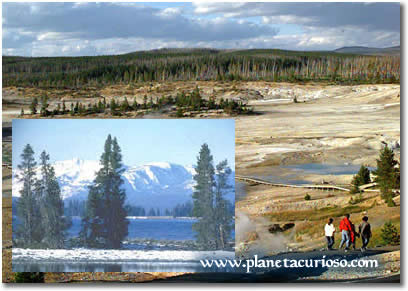 PARQUE YELLOWSTONE