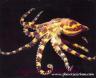 Pulpo de Anillos Azules