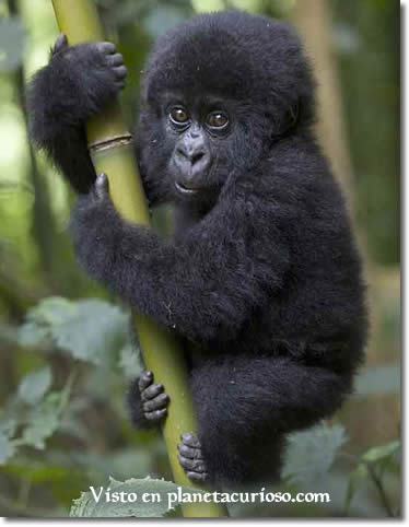 foto-gorila-2006.jpg
