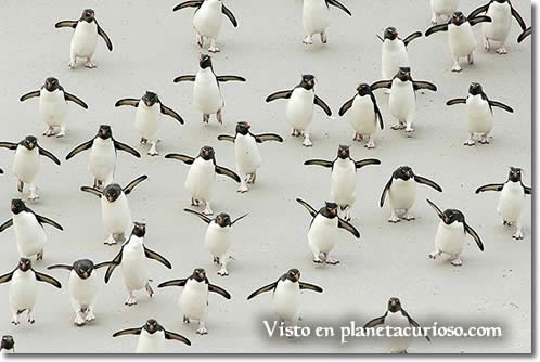 Foto Pingüinos 2006