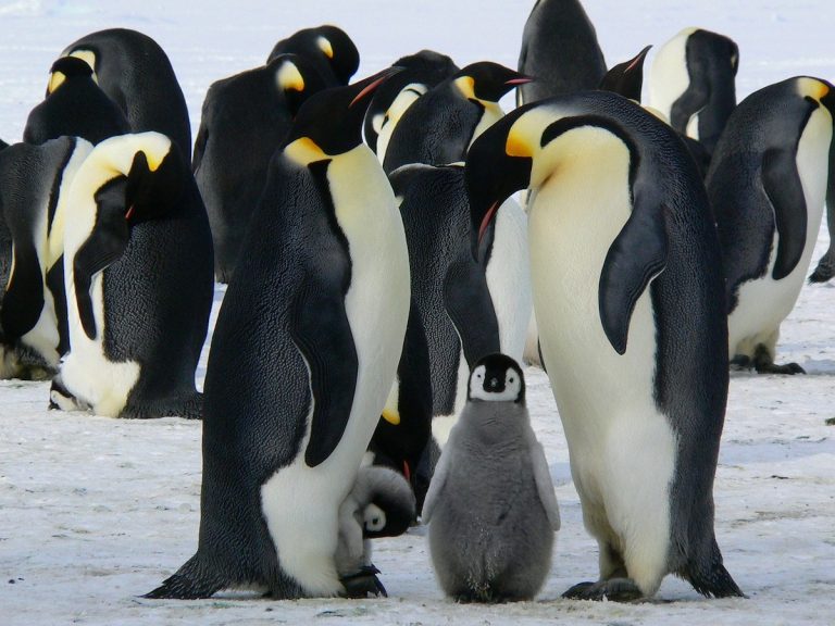 por que no se congelan pinguinos