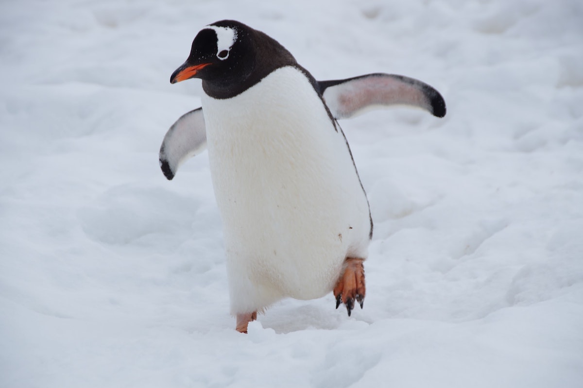 Por qué no se congelan pinguinos