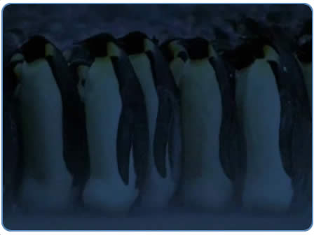 Pingüinos Emperador en invierno