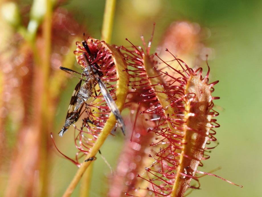 Que comen las plantas carnívoras