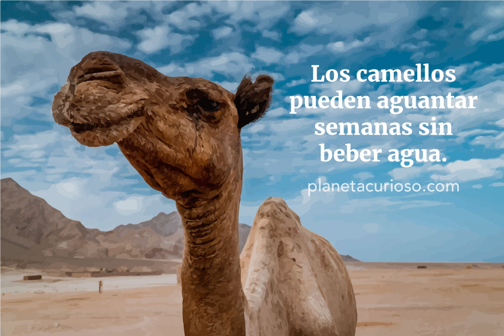 por qué los camellos aguantan tiempo sin beber agua