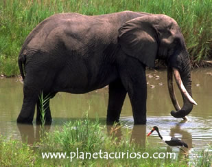 Elefante Africano