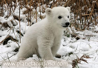 Oso Polar