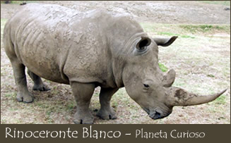 Rinoceronte Blanco