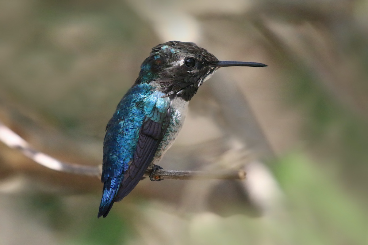 colibrí zunzuncito abeja más pequeño mundo