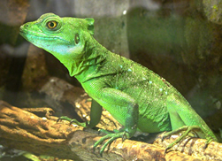 basiliscus2.jpg