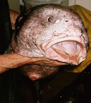 blob-fish.jpg