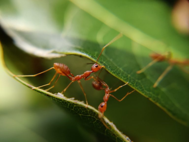 curiosidades de las hormigas