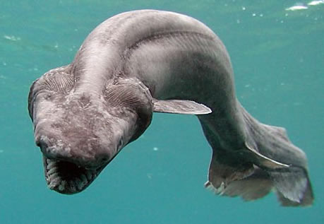 frilled-shark.jpg