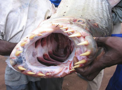 goliath-tigerfish.jpg