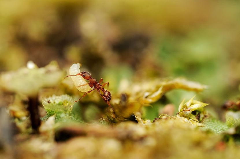 curiosidades de las hormigas