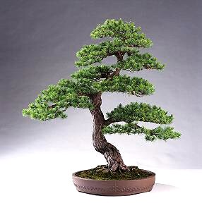 Bonsai