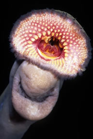 lamprey.jpg