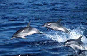 Delfines saltando