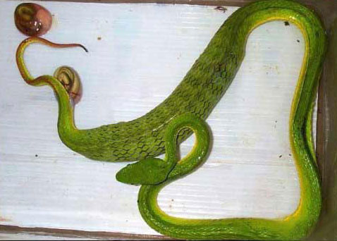 serpiente naciendo