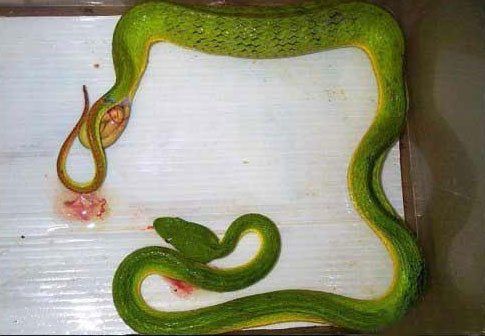 serpiente naciendo