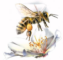 Abeja