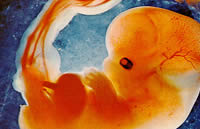 feto-humano