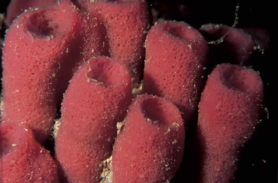 esponja-marina