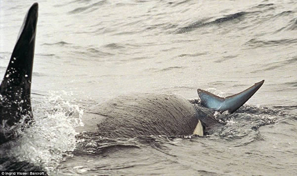 ballena-ataca-tiburon2