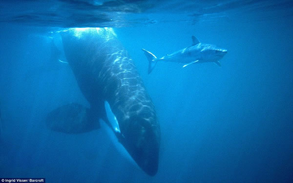 ballena-ataca-tiburon3