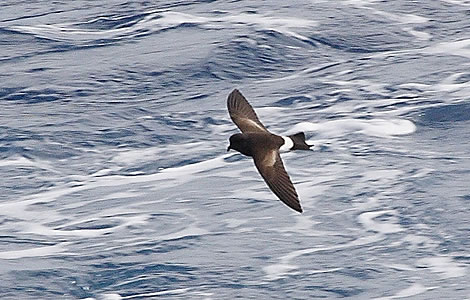 golondrina-marina-viaje-migracion