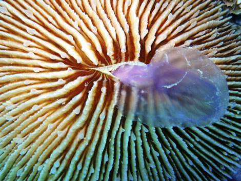 coral-come-medusas